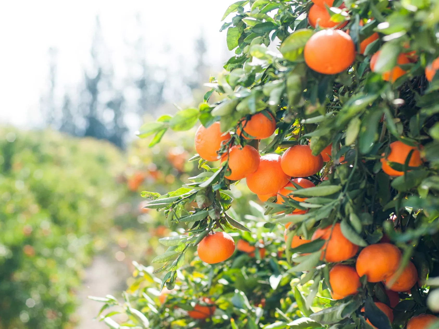 beroe-insights-processed-oranges